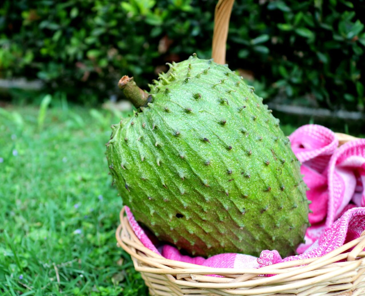 Discover the Delectable Taste of Soursop – Treat Your Tastebuds Now!