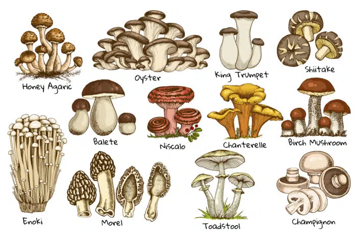 Discover the Flavor of Mushrooms: What Do Mushrooms Taste Like? Try them now!